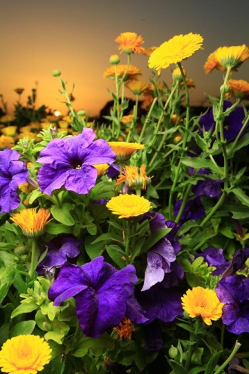 flowers and daisy variety close up