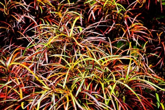 firework streaks in the night