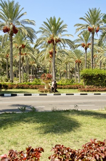 Palm Oasis