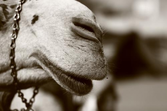 camel face close up