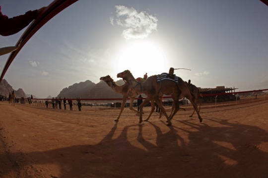 Camel Race in Disi Jordan