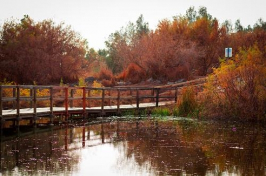 Azraq Wetland Reserve