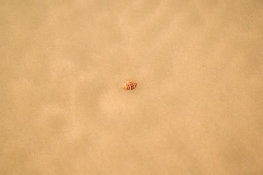 Shell on a sandy beach 