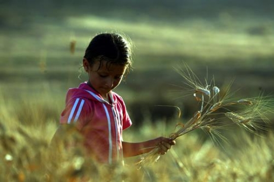 girl carries wheat spikes