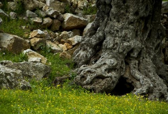 Old Olive Tree in Jordan