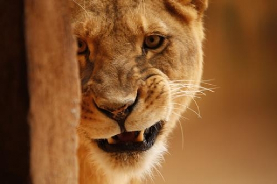 closeup of a tiger head