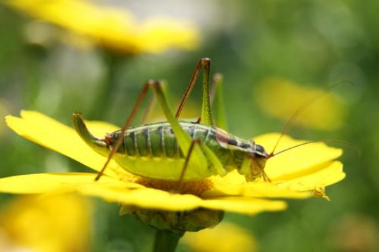 close up of katydid on yellow flower
