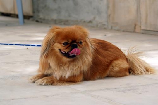 pekingese dog in a yard