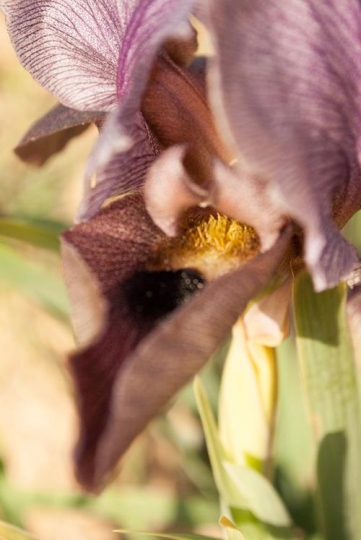 a closeup of black iris flowers