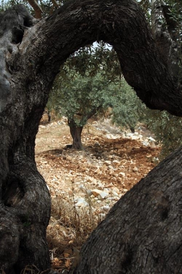 Olive tree