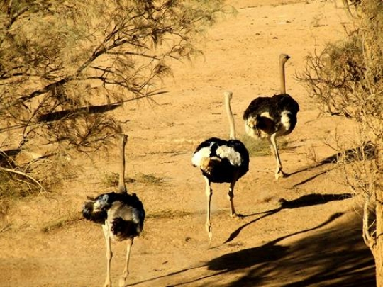 Ostriches