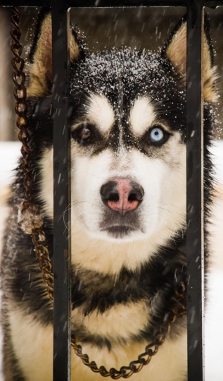 colse-up of dog with different