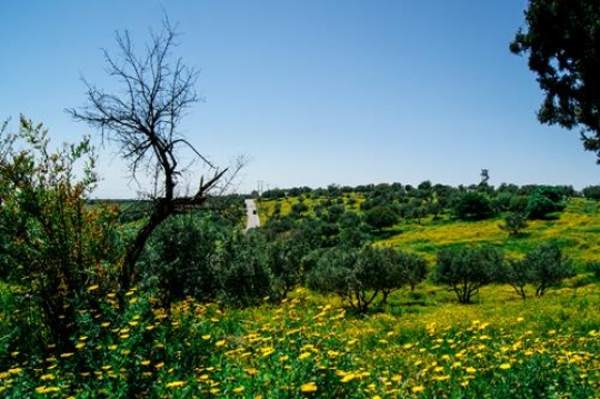 umm qais,gadara city north-wes