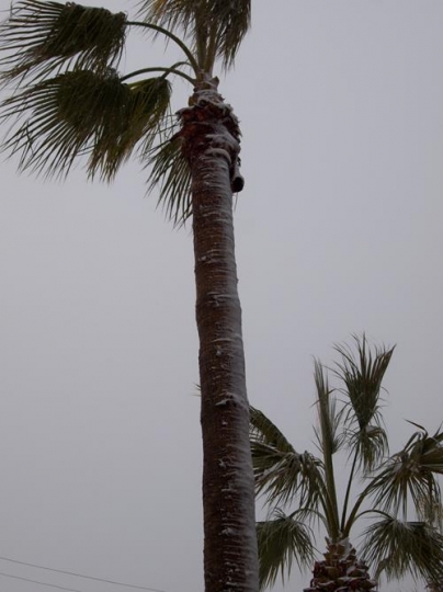 palm tree at the wind