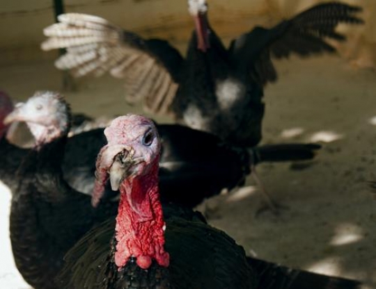turkey bird at hashem birds garden