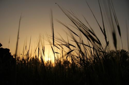 ripe wheat at sunset