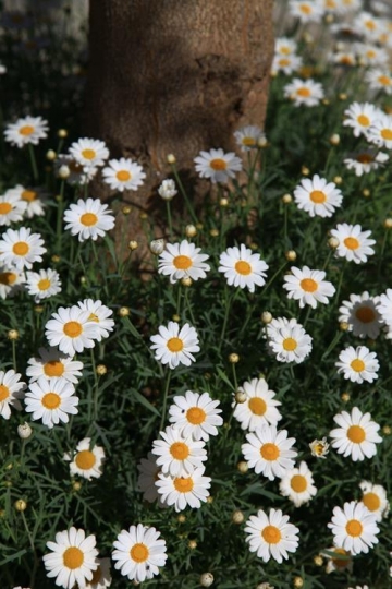 white daisy flowers