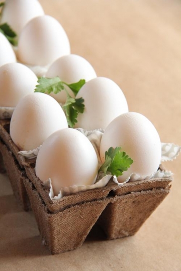 Eggs Cardboard