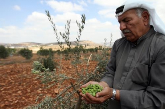 old man harvesting olives 