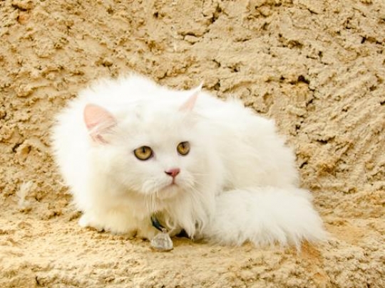 White Cat
