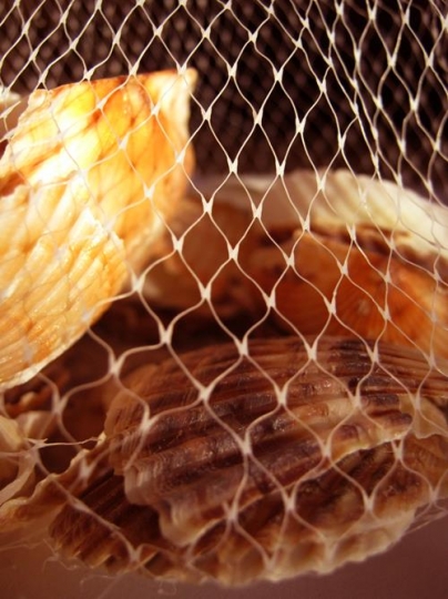 Net and shells