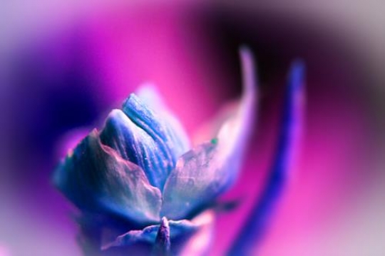 - Blue Flower