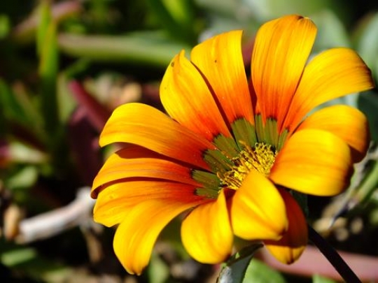 yellow beautiful flower