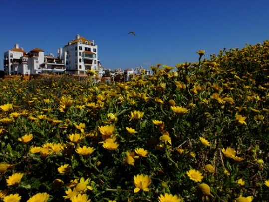 sun flower field in bouznika beach,morocco