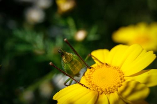 close up of katydid on yellow flower