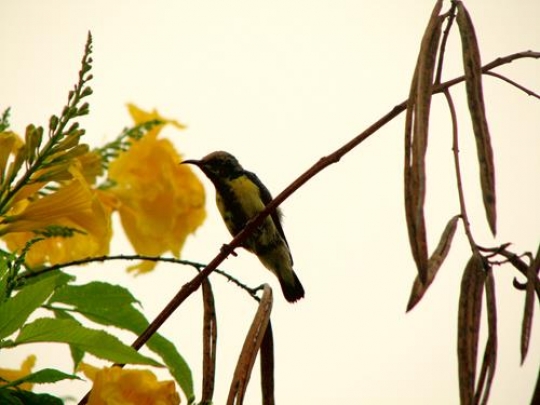 common sunbird standing on a t