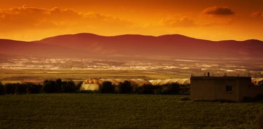Palm Trees Farm, Jordan Valley