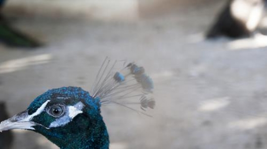 the head of blue peacock