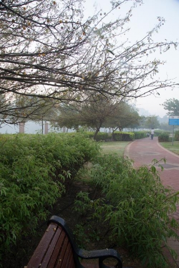 view from a local park with green trees