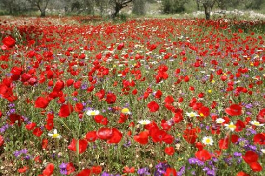 field of anemones