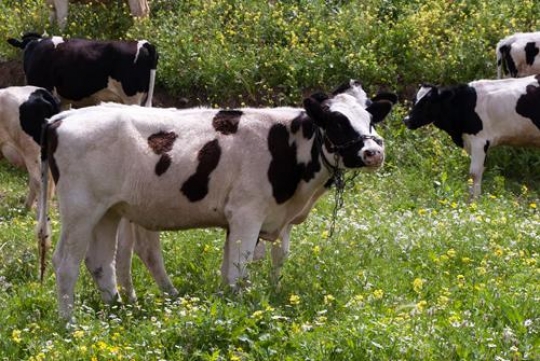 herd of cows grazing in meadow