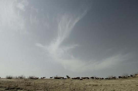 a flock of cheep graze in a meadow