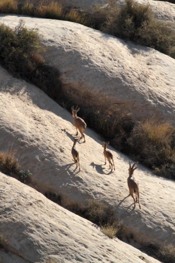 Mountain Goats in Dana Jordan