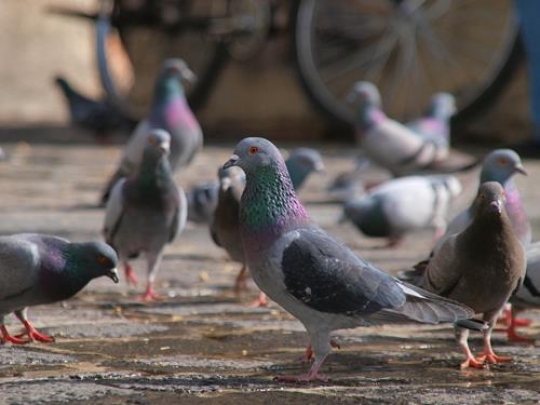 pigeons in a park 