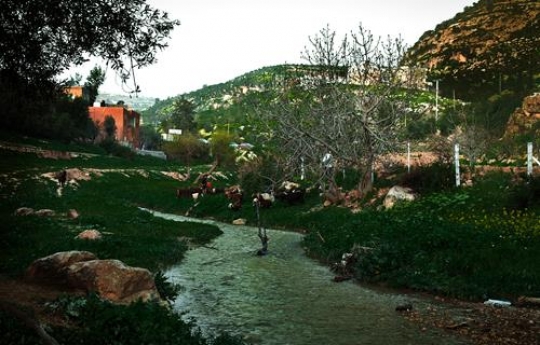 stream in iraq al amir,jordan