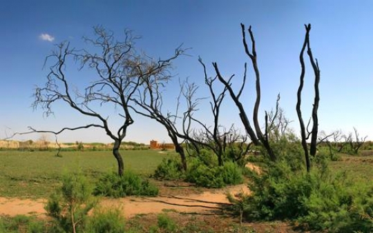 Trees and green land, Azraq
