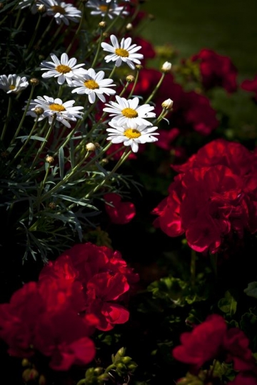 close up of red and white flow