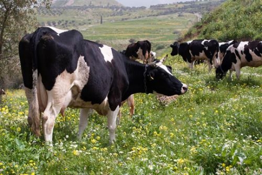 herd of cows grazing in meadow