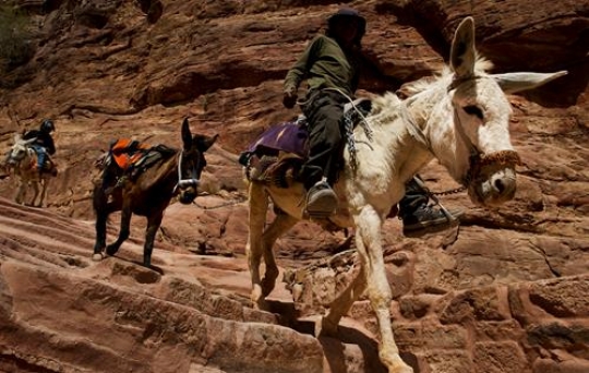 donkey at petra