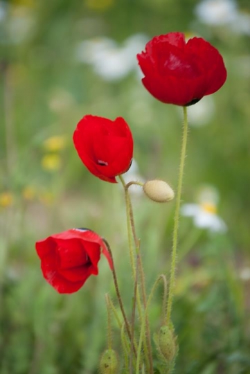 red flowers of anemone in the meadow
