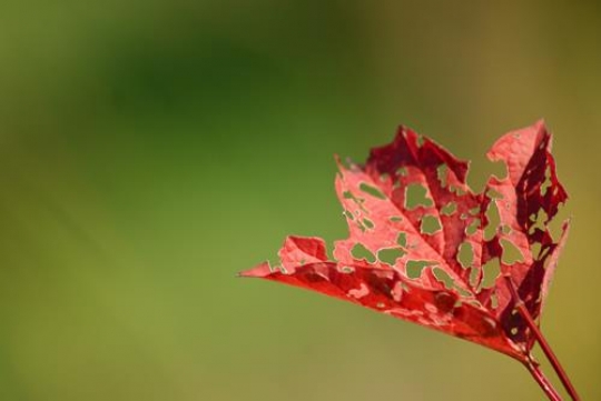 red pitted leaf