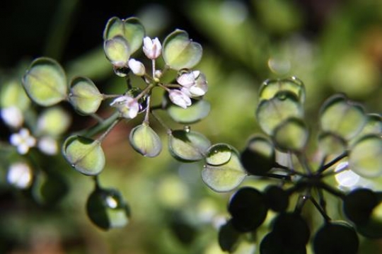 Beauty natural background