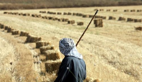 wheat field landscape