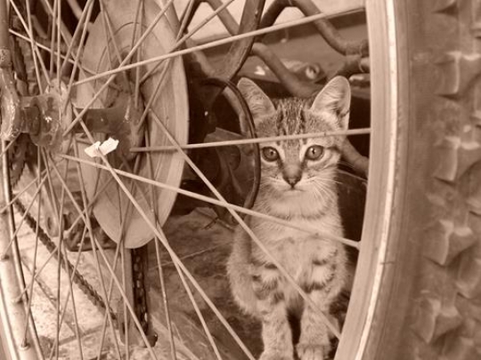 cat looking through bicycle wheel