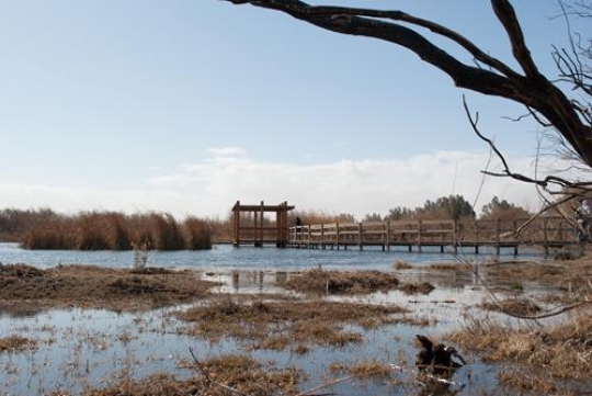 Azraq Wetland Reserve