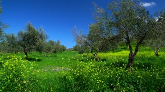 green field with trees and blue sky